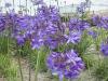agapanthus peter pan
