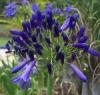 agapanthus purple cloud