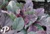 ajuga reptans burgundy glow