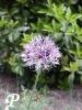 allium giganteum