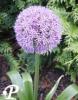 allium round and purple